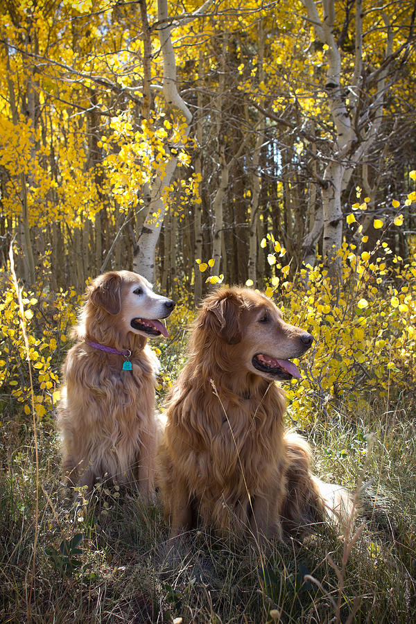 Golden Goldens - Golden Retriever Brothers - Casper Mountain - Casper Wyoming Photograph by Diane Mintle