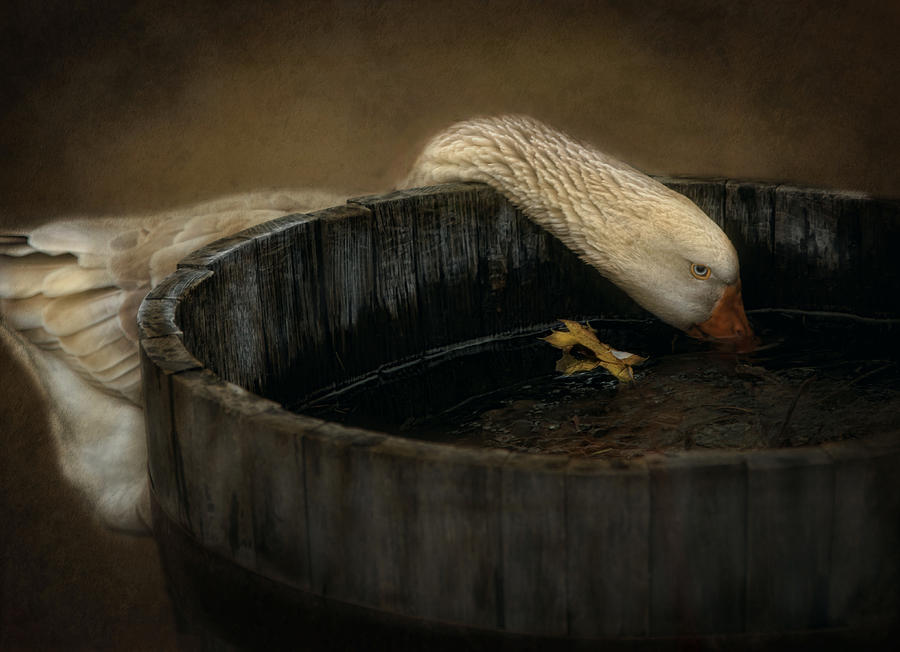 Bird Photograph - Golden Goose by Robin-Lee Vieira