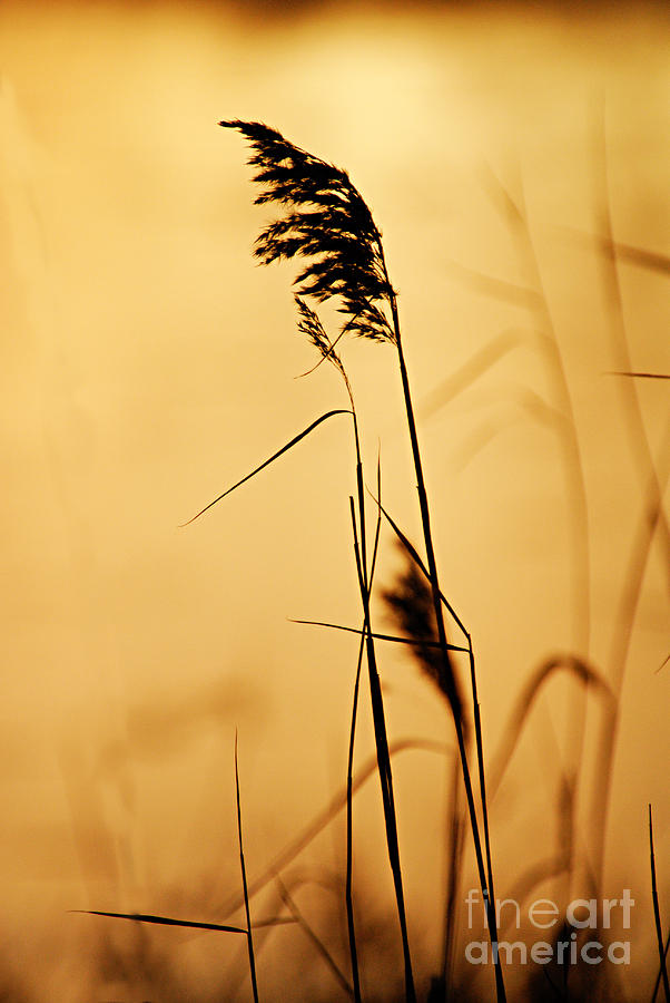 Golden Grain Silhouette Photograph by Larry Ricker