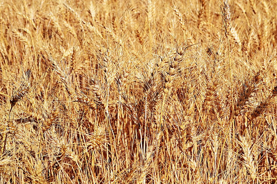 Golden Grains Photograph by Michelle Calkins
