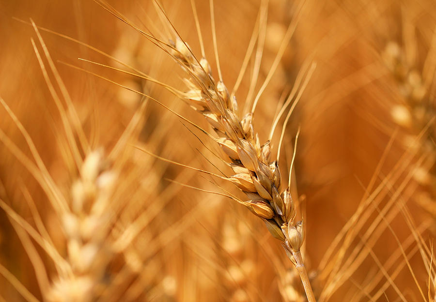 Golden Grains Of Wheat Photograph
