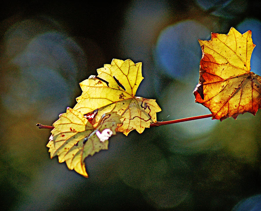 Golden Grape Leaves Photograph by Linda Brown