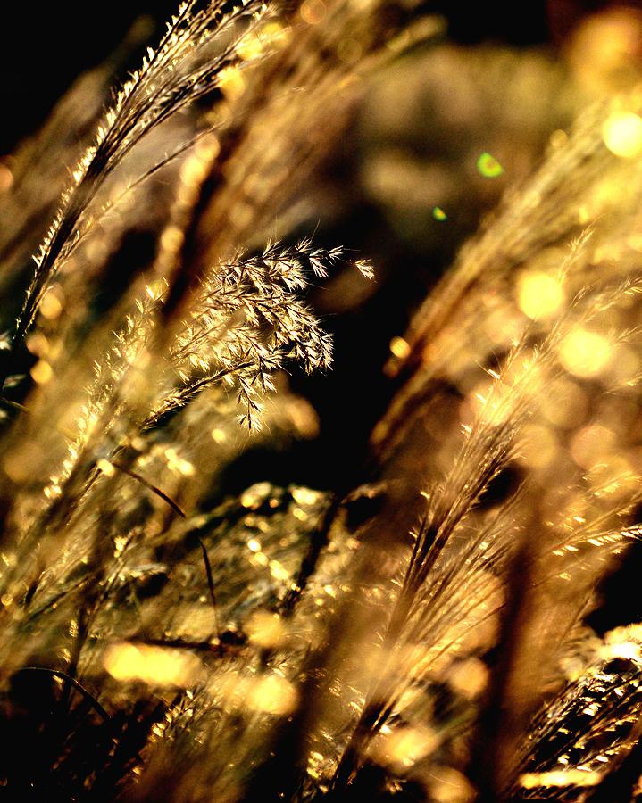 Golden Grass 1973 Photograph by Jerry Sodorff