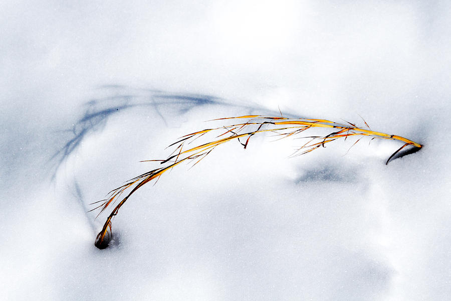 Golden Grass and Shadow in Snow Photograph by John Haldane
