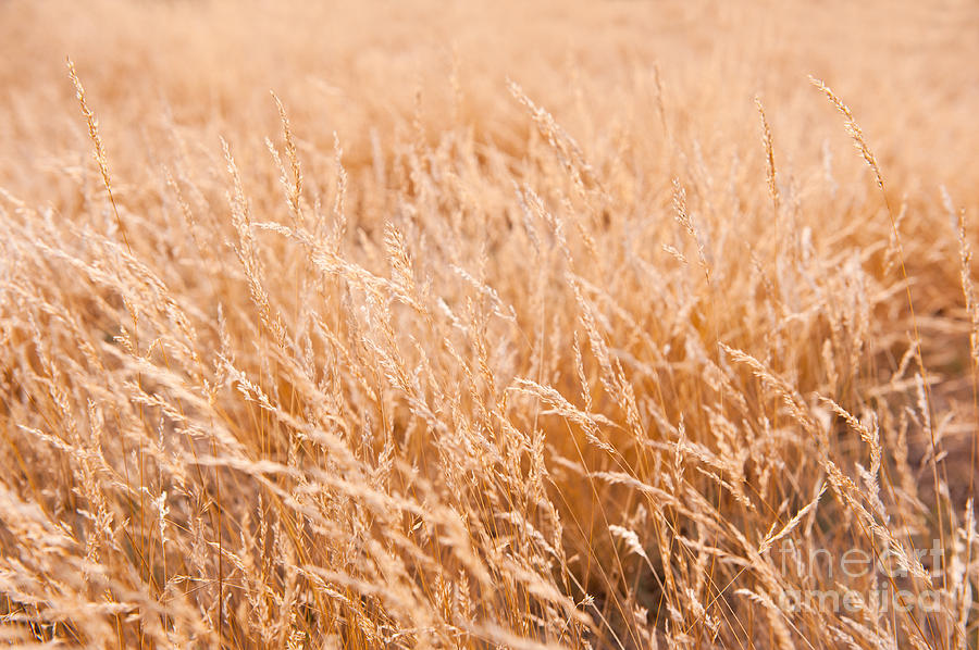 Nature Photograph - Golden color ripe grass field  by Arletta Cwalina