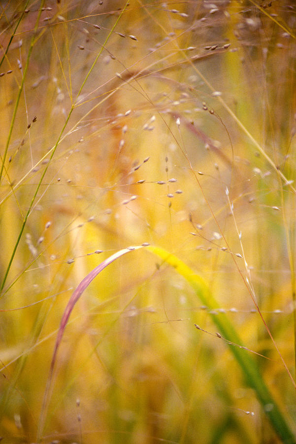 Golden Grass Photograph by Matthew Pace