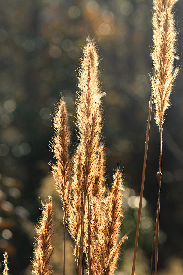 Abstract Photograph - Golden Grass by Pete Federico Abstract Photograph - Golden Grass by Pete Federico