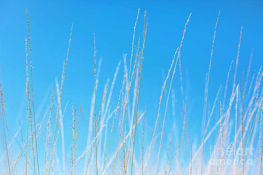 Nature Photograph - Golden Grasses against a Clear Blue Sky by Natalie Kinnear
