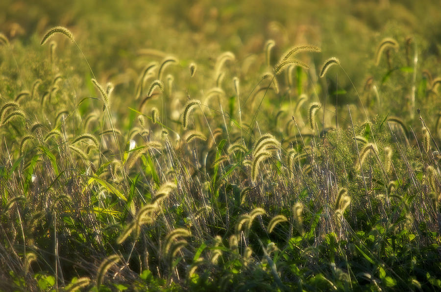 Golden Grasses Photograph by Melinda Dreyer