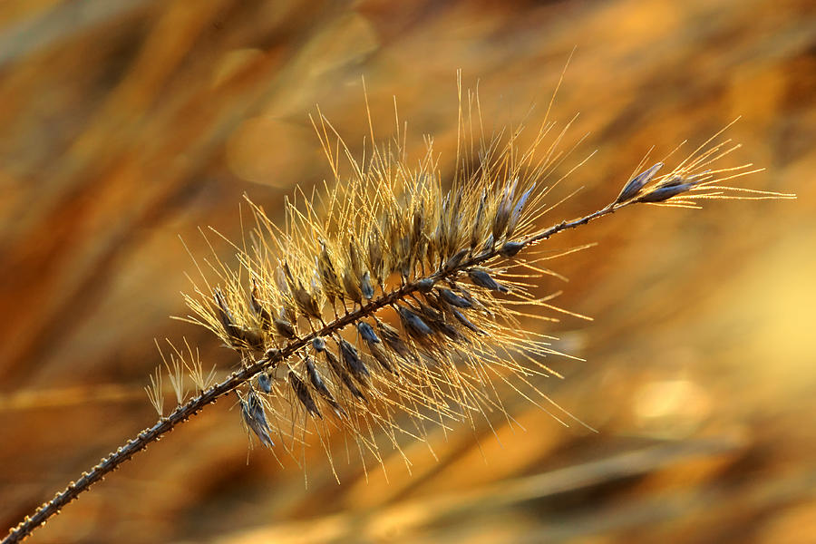 Golden Grasses Photograph by Nikolyn McDonald