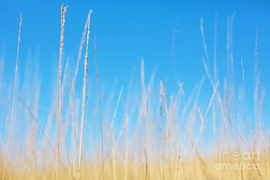Nature Photograph - Golden Grasses on a Sunny Day by Natalie Kinnear