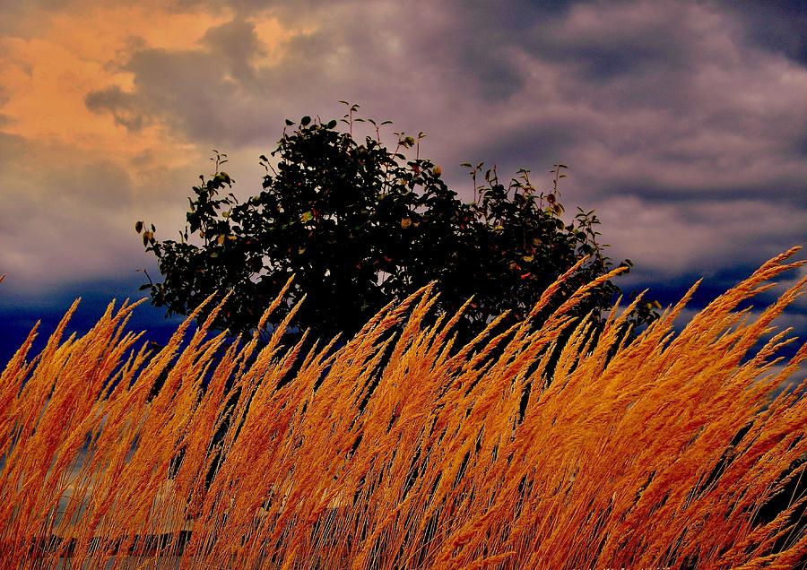 Golden Grasses Photograph by Rick Todaro