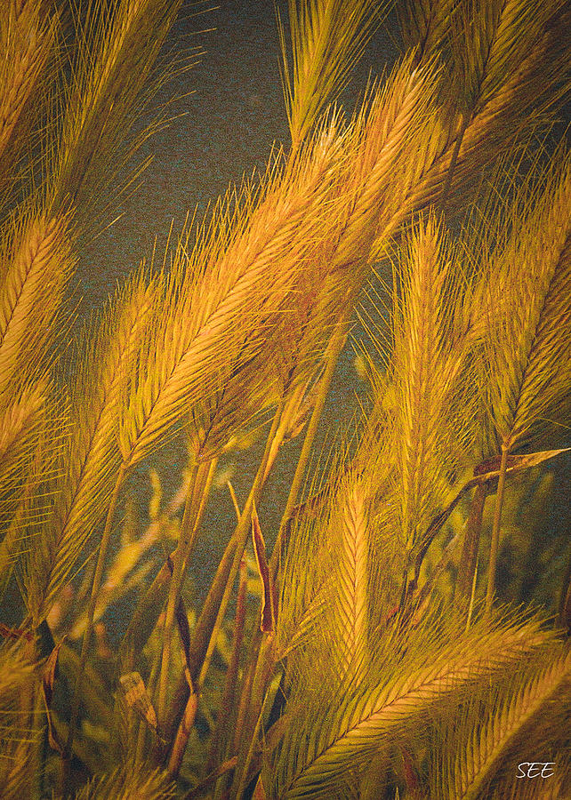 Nature Photograph - Golden Grasses by Susan Eileen Evans