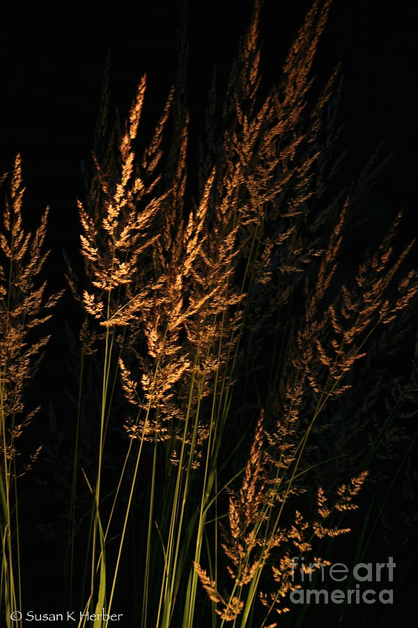 Golden Grasses Photograph by Susan Herber