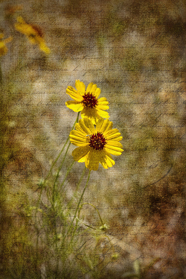 Golden Grunge Wildflowers Photograph by Kathy Clark