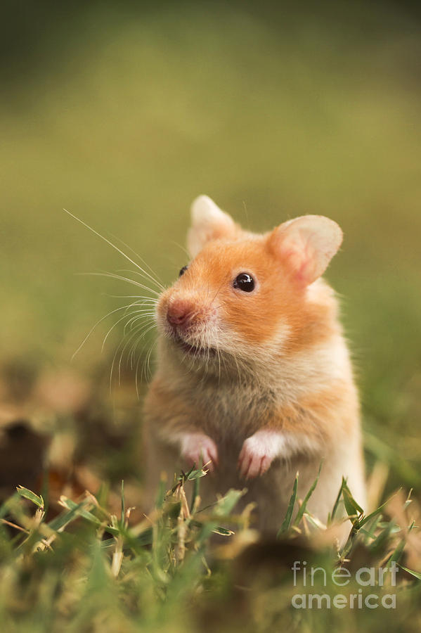 Golden Hamster Photograph by Alon Meir