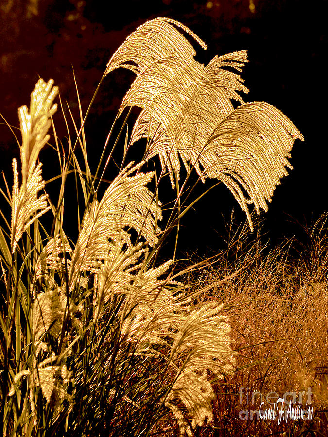 Golden Harvest Photograph by Carol F Austin