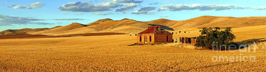Golden Harvest panorama Photograph by Bill  Robinson