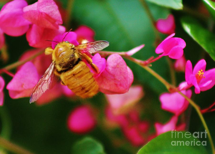 Golden Hawaiian Bee Photograph by Craig Wood