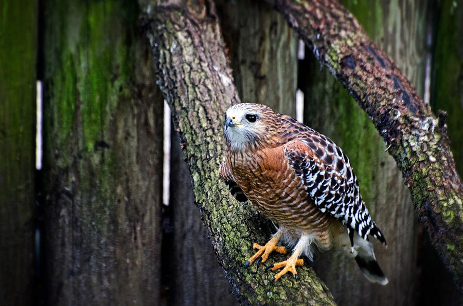 Golden Hawk Photograph By Cheryl Cencich Fine Art America