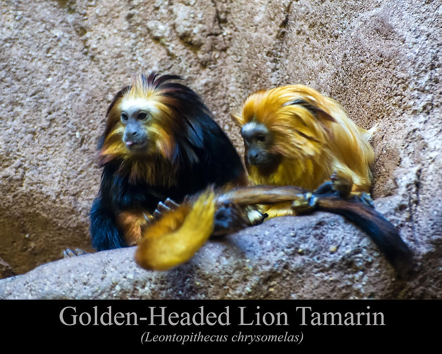 Golden Headed Lion Tamarin Digital Art by Flees Photos