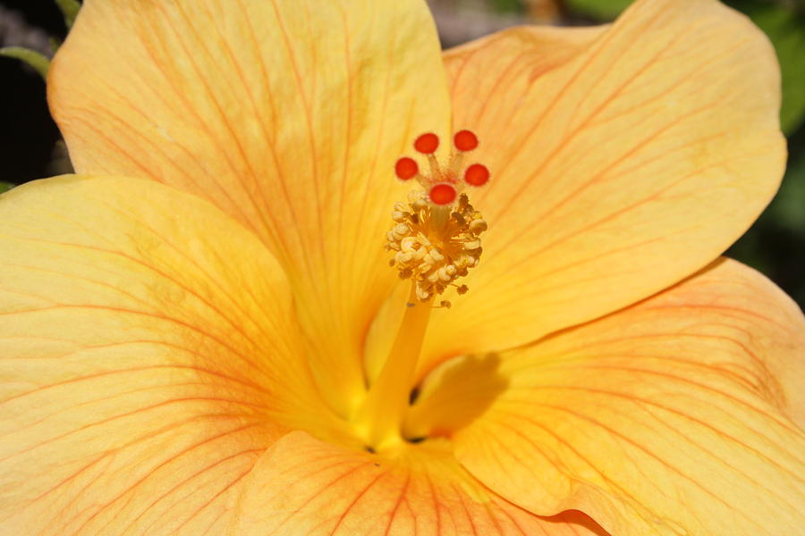 Golden Hibiscus Photograph by Taiche Acrylic Art