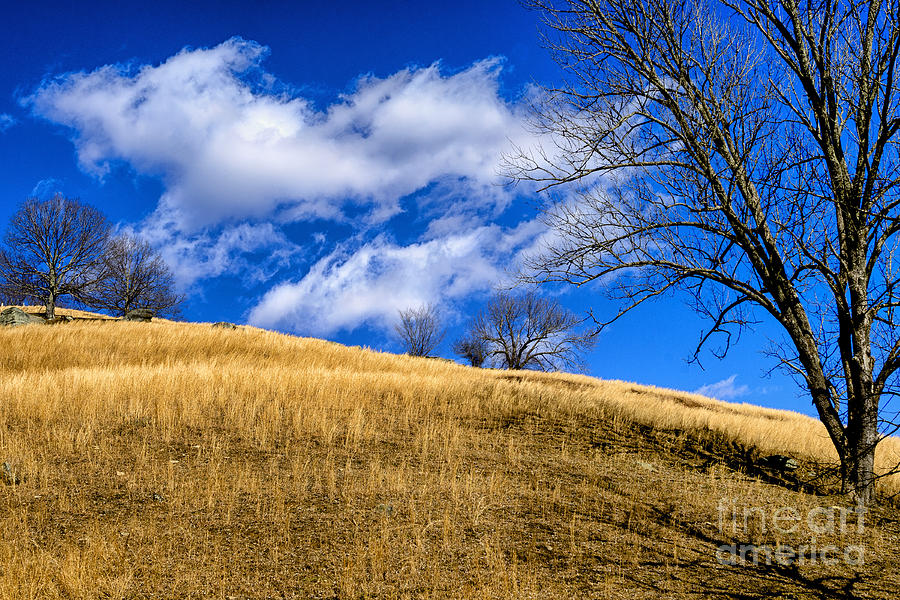 Tree Photograph - Golden Hill Trees and Sky by Thomas R Fletcher