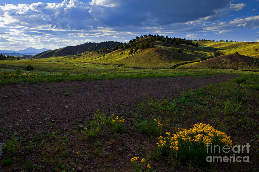 Golden Hills Photograph by Barbara Schultheis