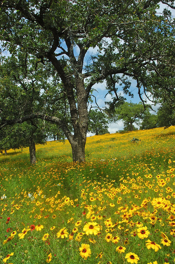 Wildflowers Photograph - Golden Hillside by Robert Anschutz