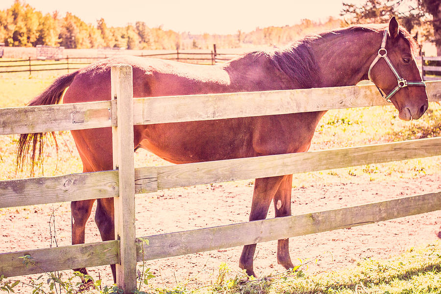 Golden Horse Photograph by Sara Frank