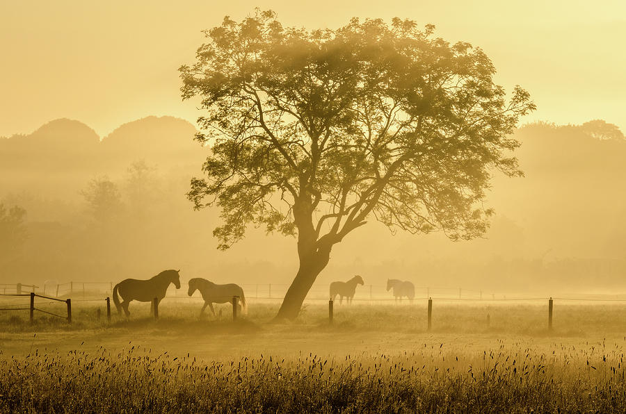 Horse Photograph - Golden Horses by Richard Guijt