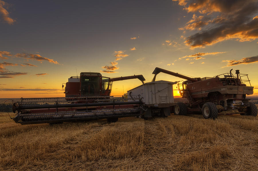 Golden Hour Grain Photograph by Mark Kiver