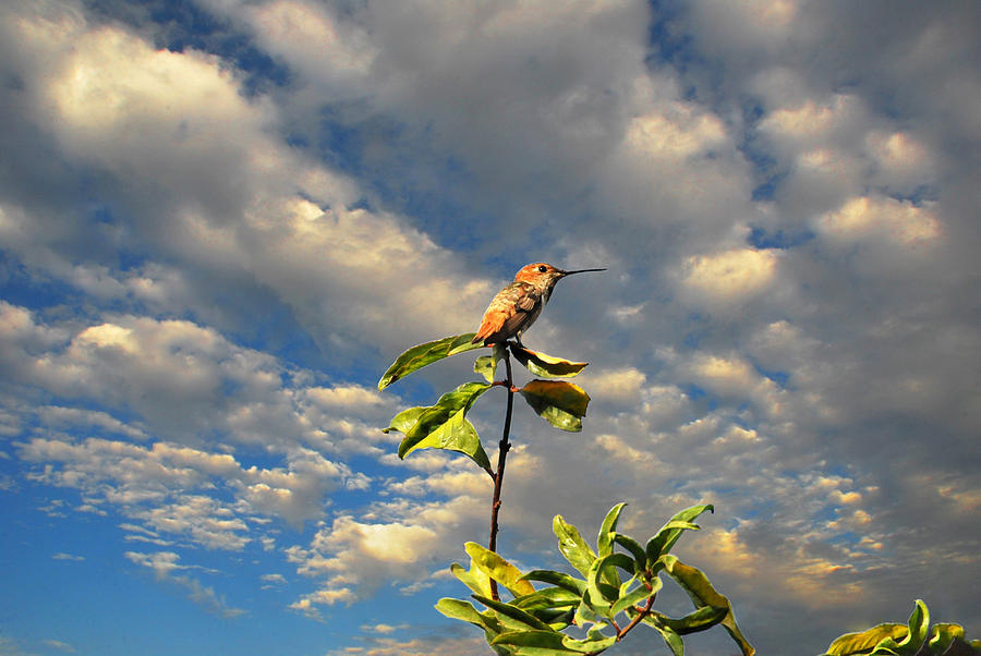 Golden Hour Hummingbird Photograph by Lynn Bauer