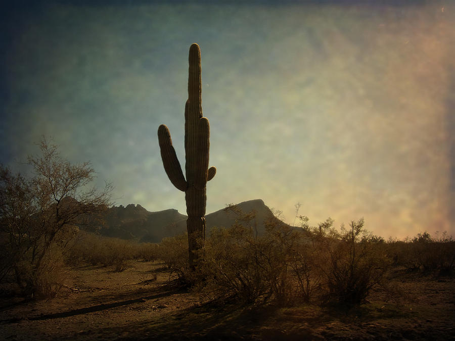 Golden Hour In The Desert Photograph