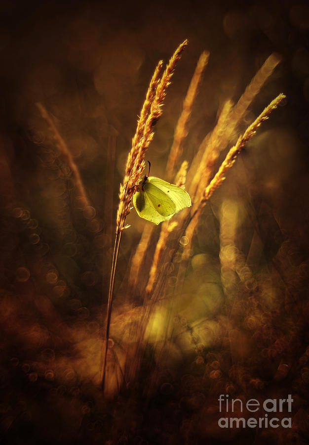 Golden hour Photograph by Jaroslaw Blaminsky
