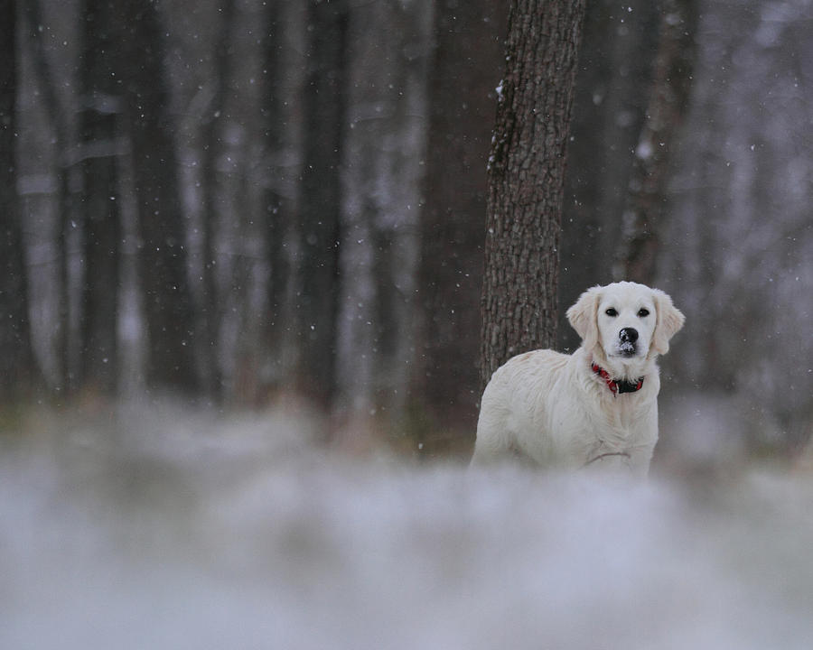 Golden in falling snow Photograph by Coby Cooper