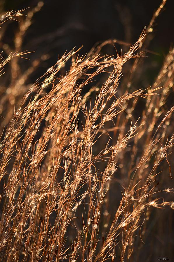 Golden in Nature Abstract Photograph by Maria Urso