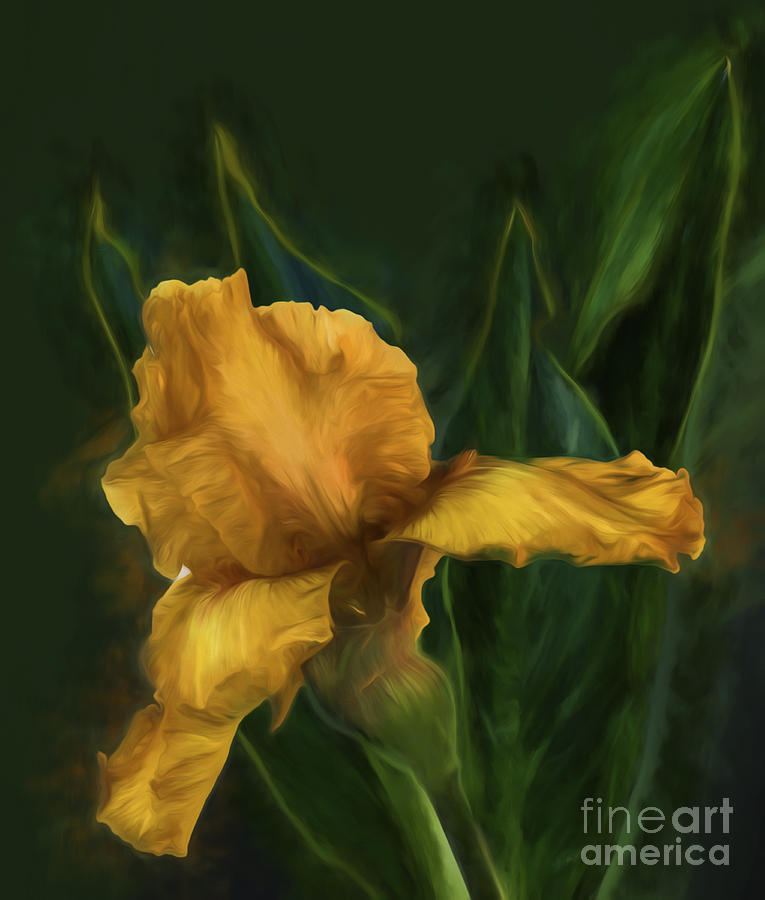 Golden Iris Photograph by Shirley Mangini