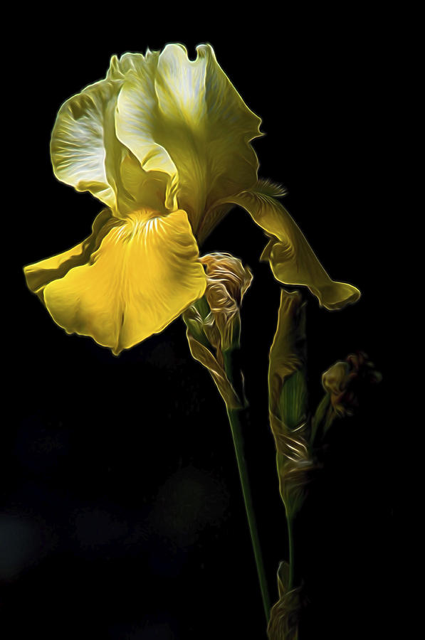 Golden Iris Digital Art by William Horden