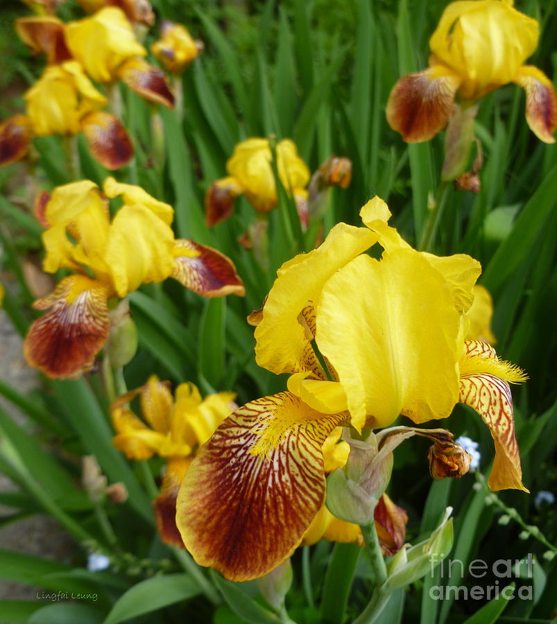 Golden Irises Dancing for Spring Photograph by Lingfai Leung
