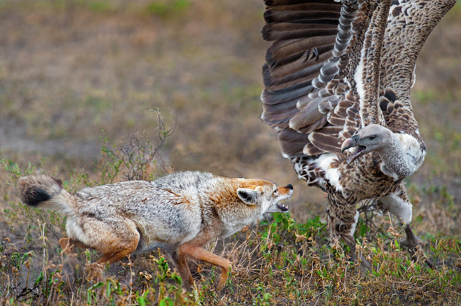 Vulture Photograph - Golden Jackal Canis Aureus Fighting by Animal Images