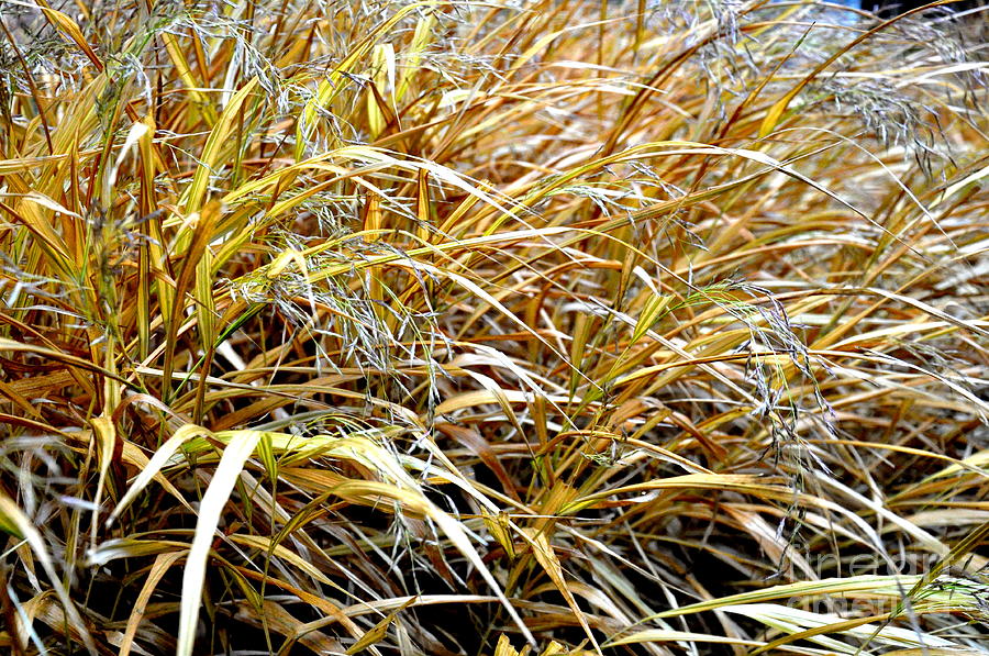 Golden Japanese Forest Grass In December Garden  Photograph by Tatyana Searcy