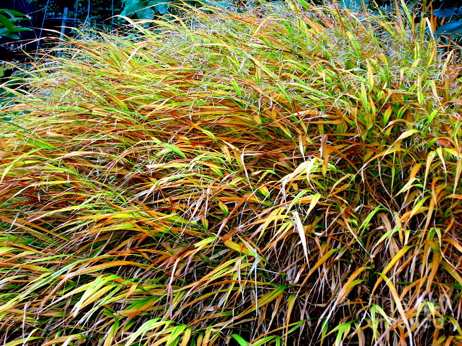 Golden Japanese Forest In November Garden   Photograph by Tatyana Searcy