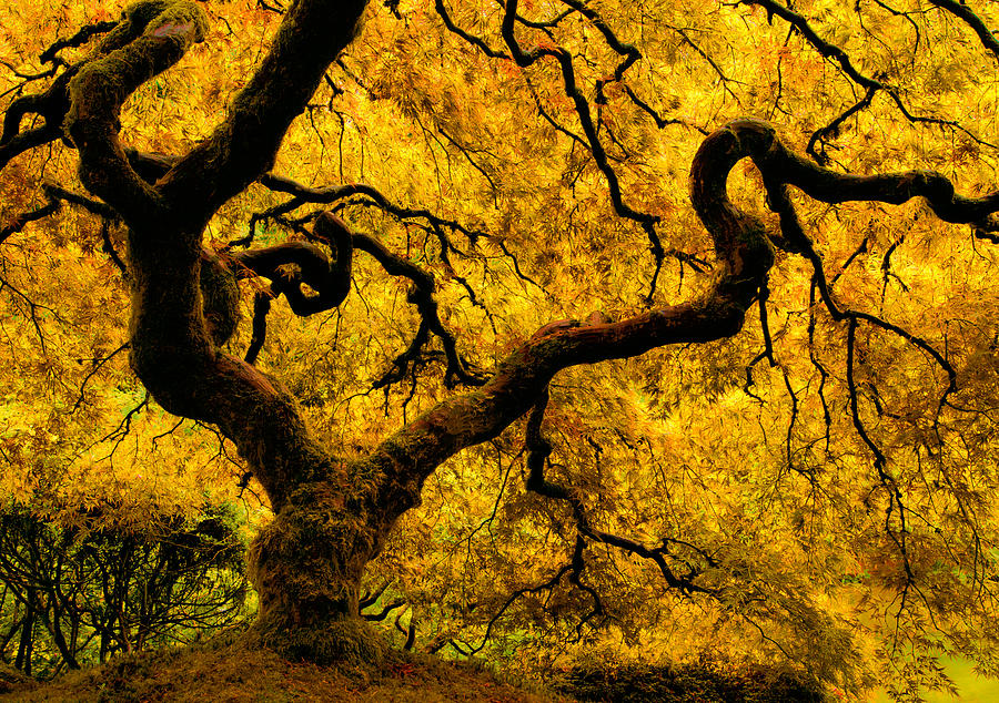 Golden Japanese Maple Photograph by Don Schwartz