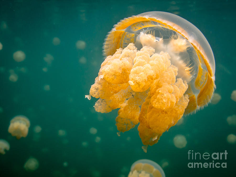 Golden Jellyfish II Photograph by Jennifer Stinson Fine Art America