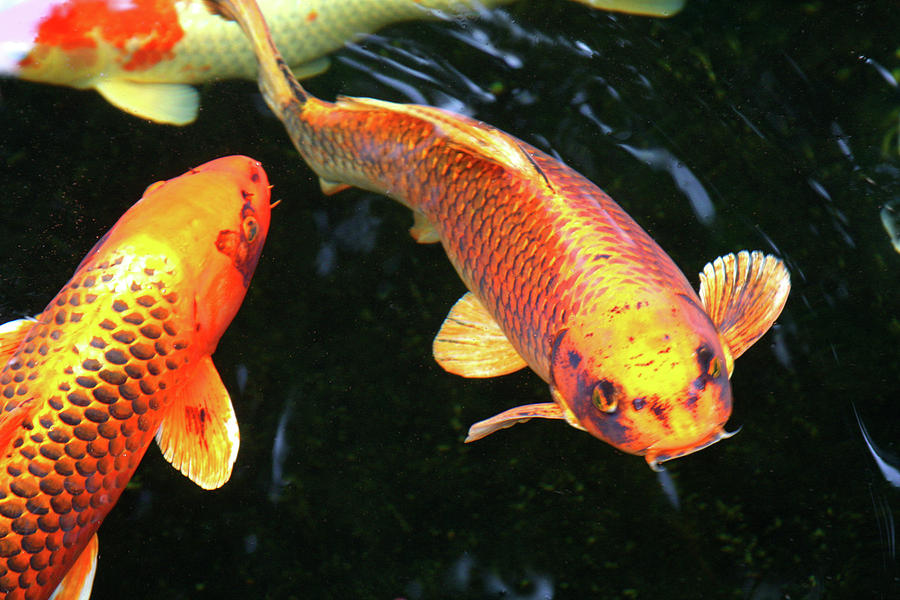 Golden Koi Photograph by James Knight