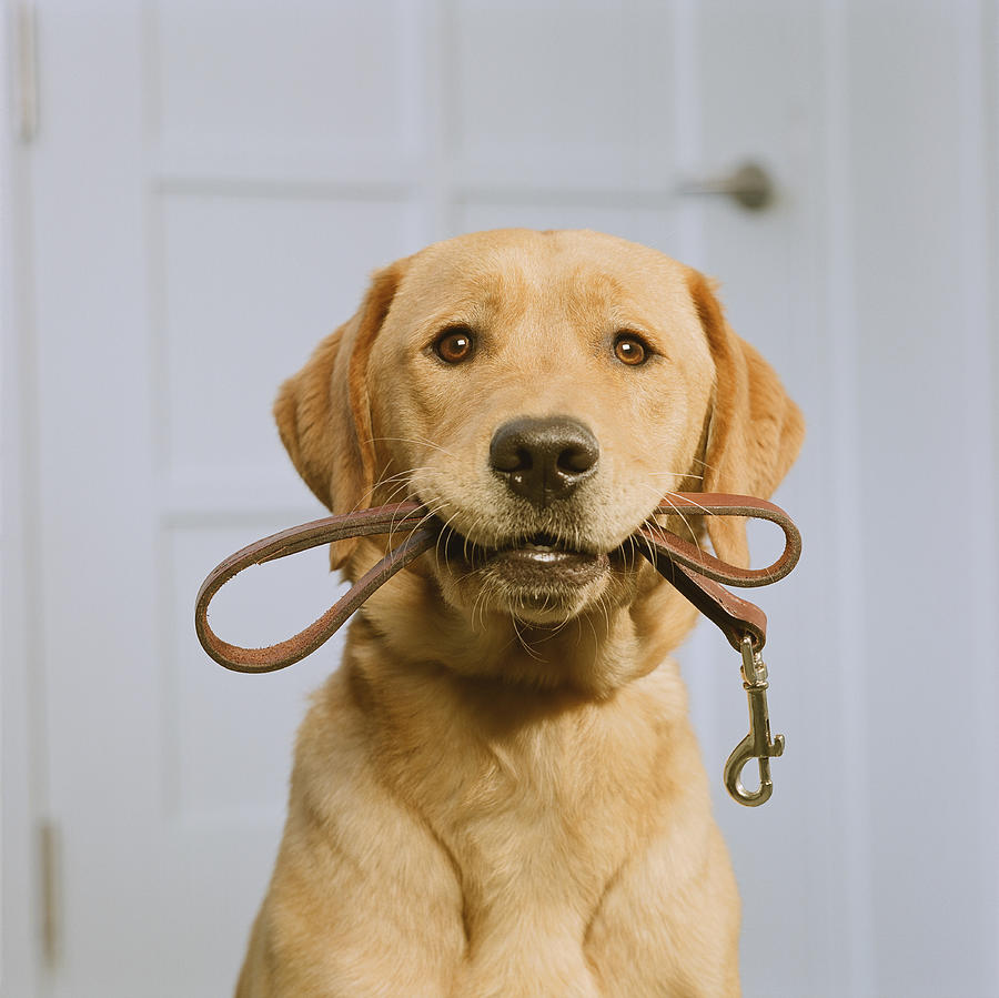 Golden Labrador holding leash in mouth Photograph by GK Hart/Vikki Hart