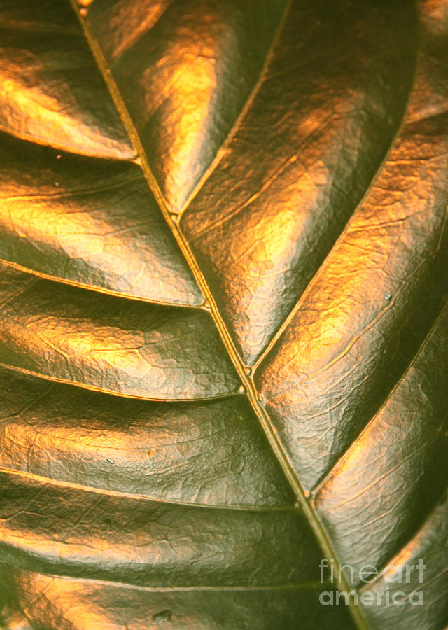 Golden Leaf 2 Photograph by Carol Groenen
