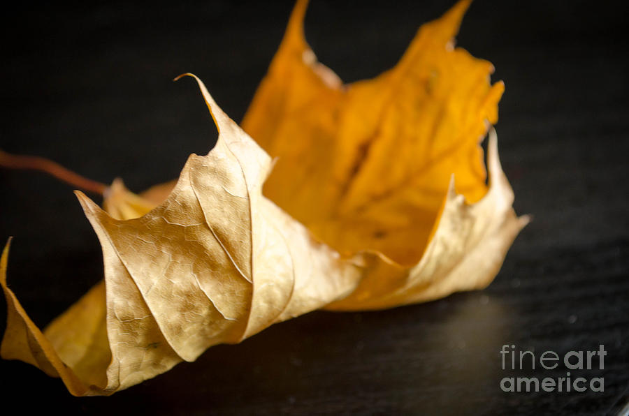 Golden Leaf  Photograph by Andrea Anderegg