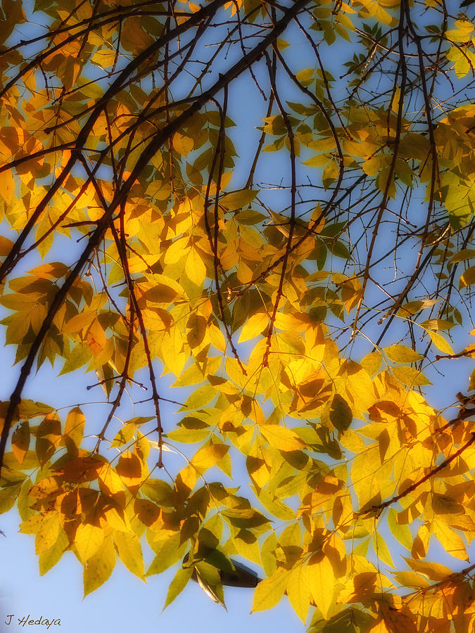 Golden Leaf Cascade Photograph by Joseph Hedaya